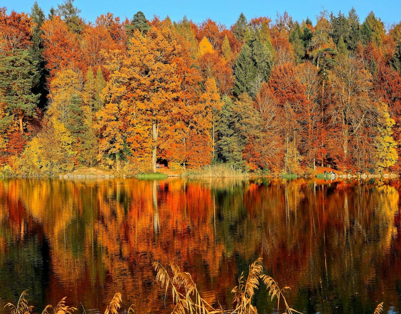 Orange and gold autumn trees