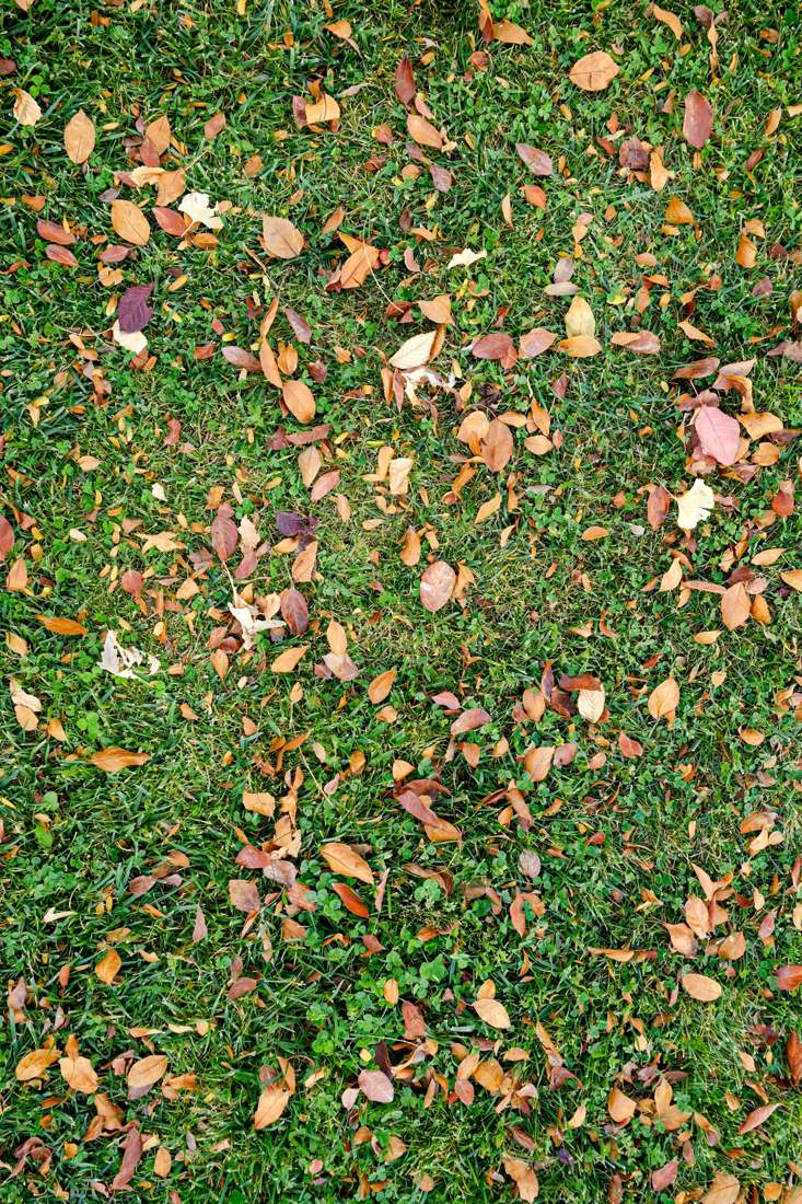 Autumn leaves scattered across a lawn